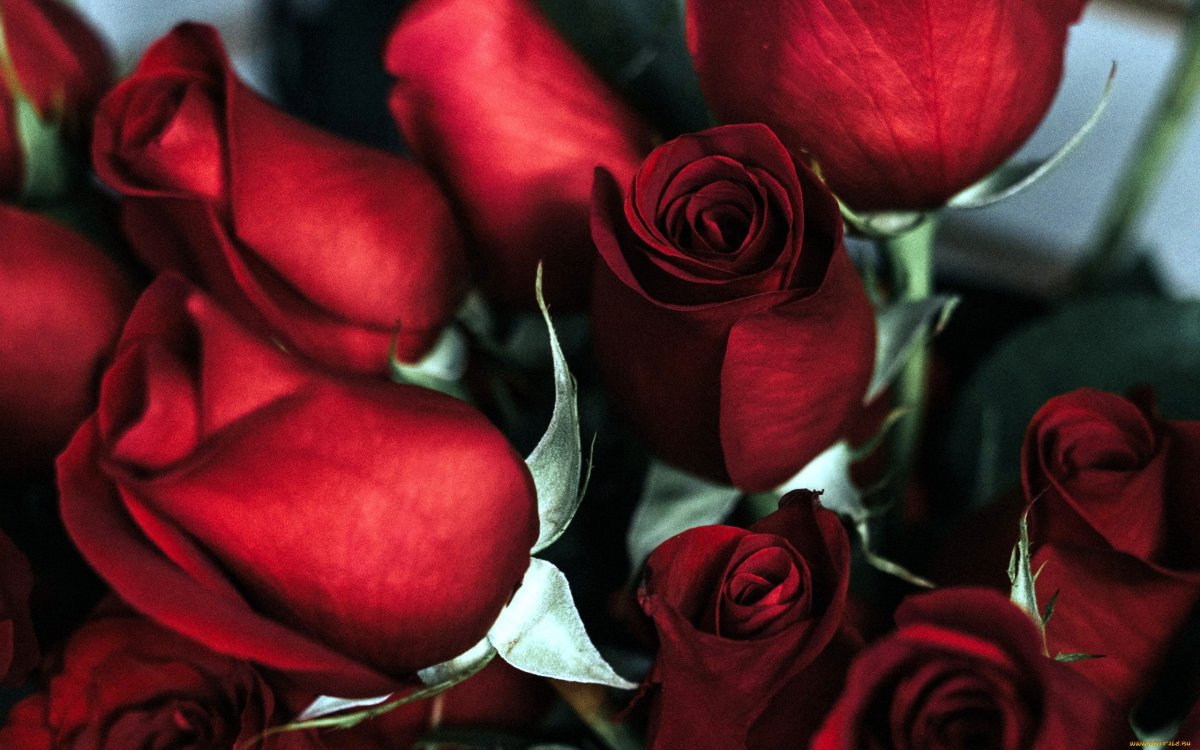 Бордовые розы