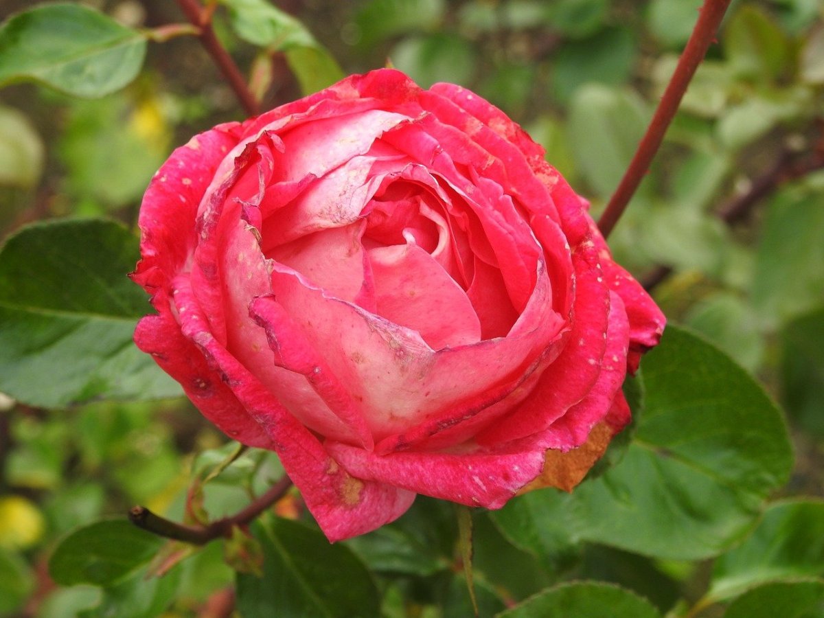 Роза хикинбаши
