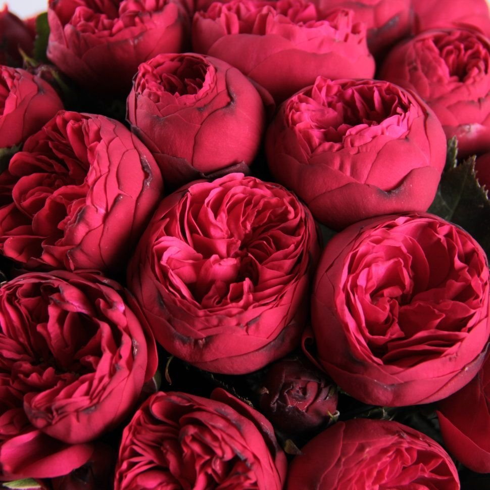 Красивые картинки цветы розы