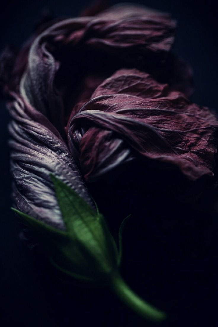 Цветы темные