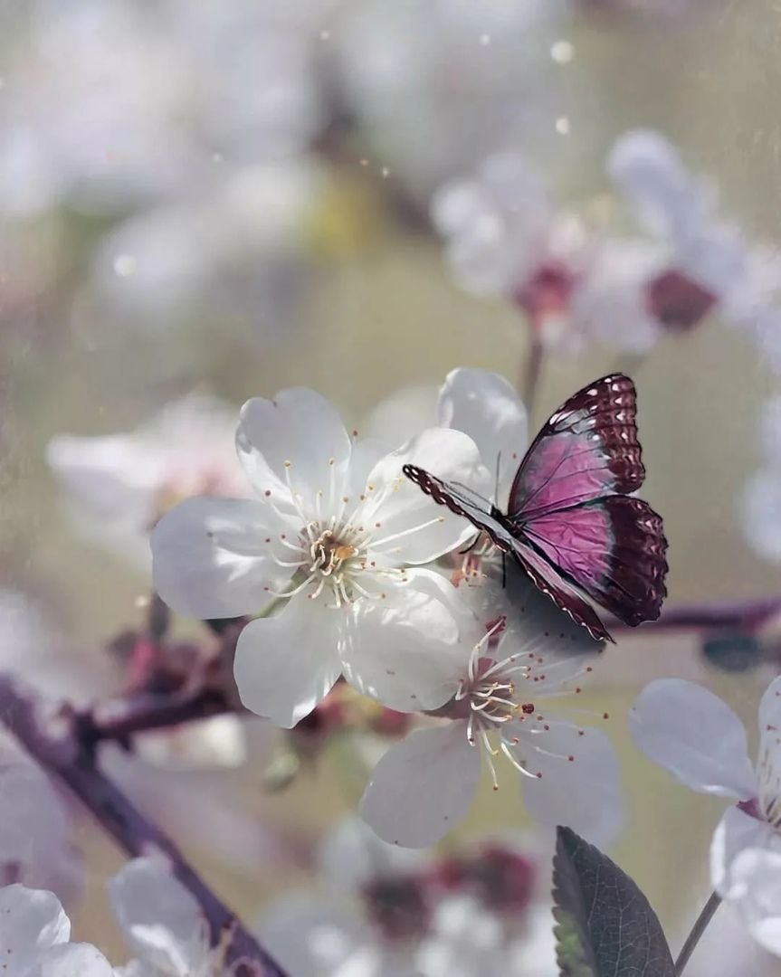Красивые картинки бабочки и цветы