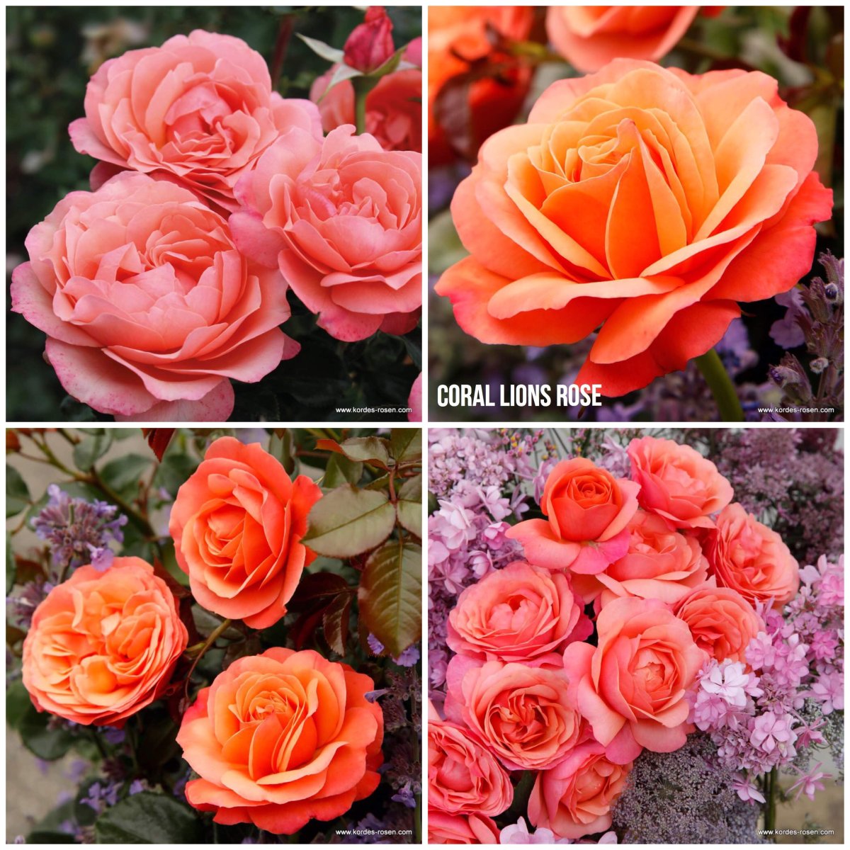 Роза корал даун