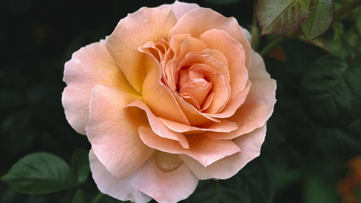 Роза афина