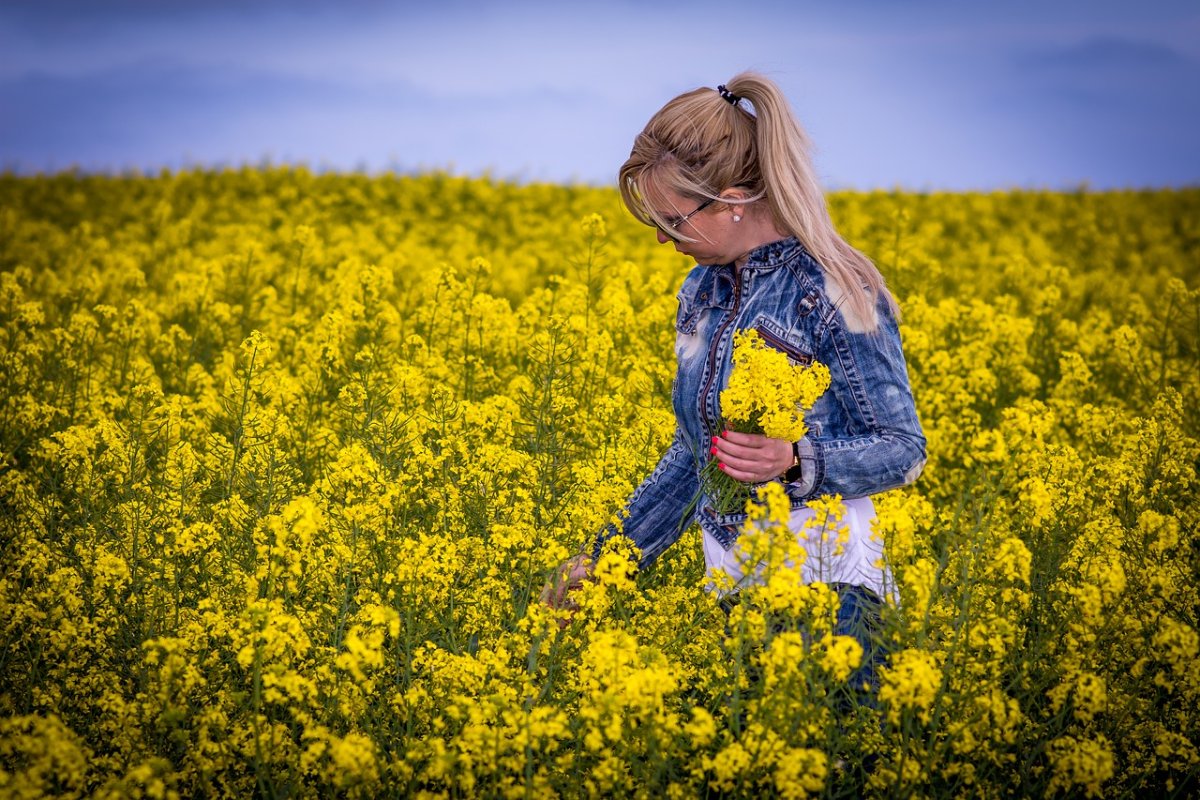 Желтые цветы на поле