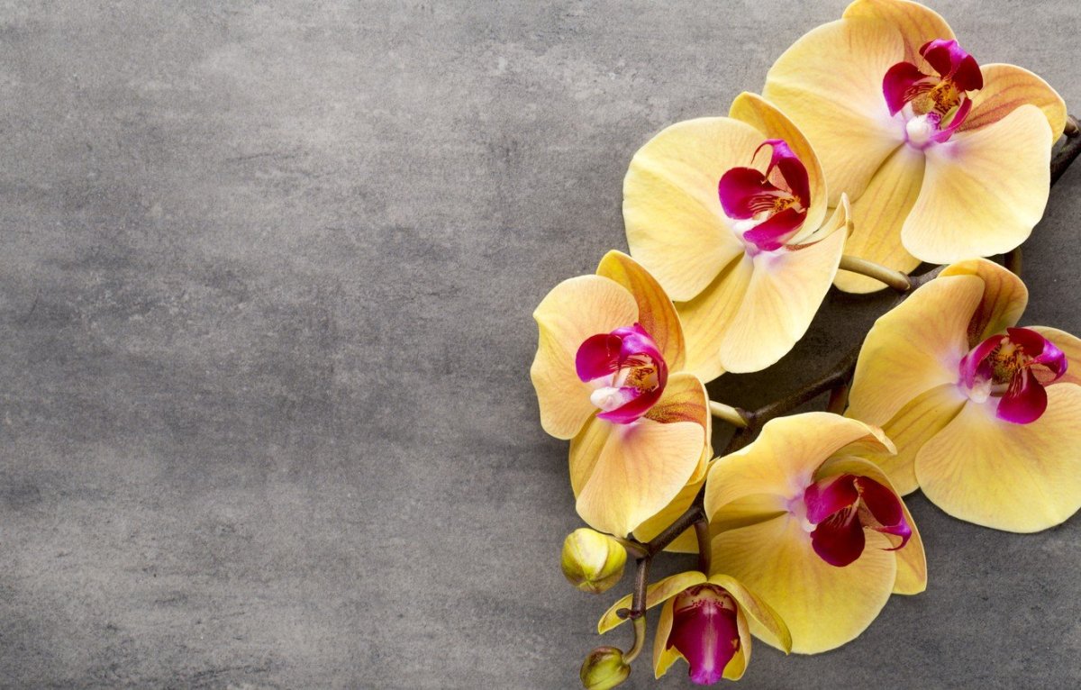 Орхидея санта роза