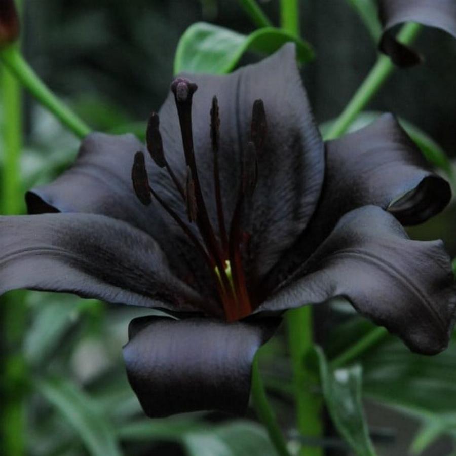 Черная лилия цветок
