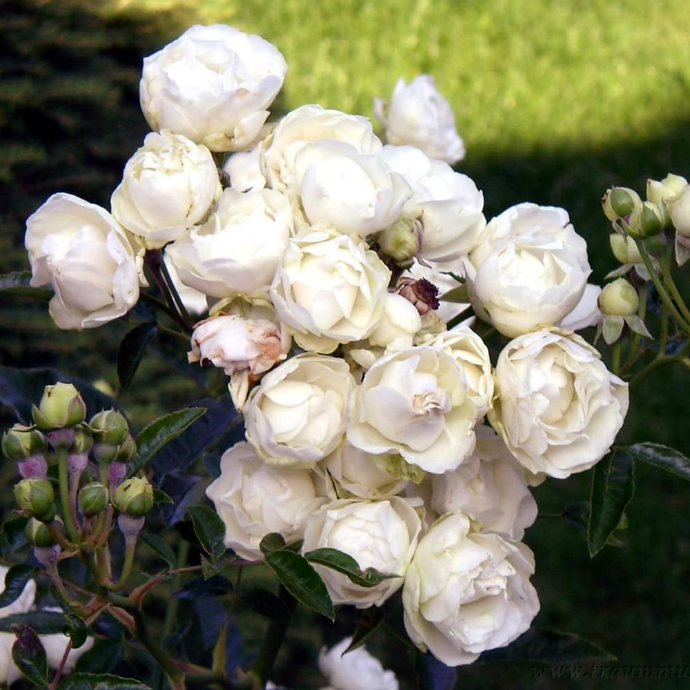 Роза флорибунда шнеевитхен белая
