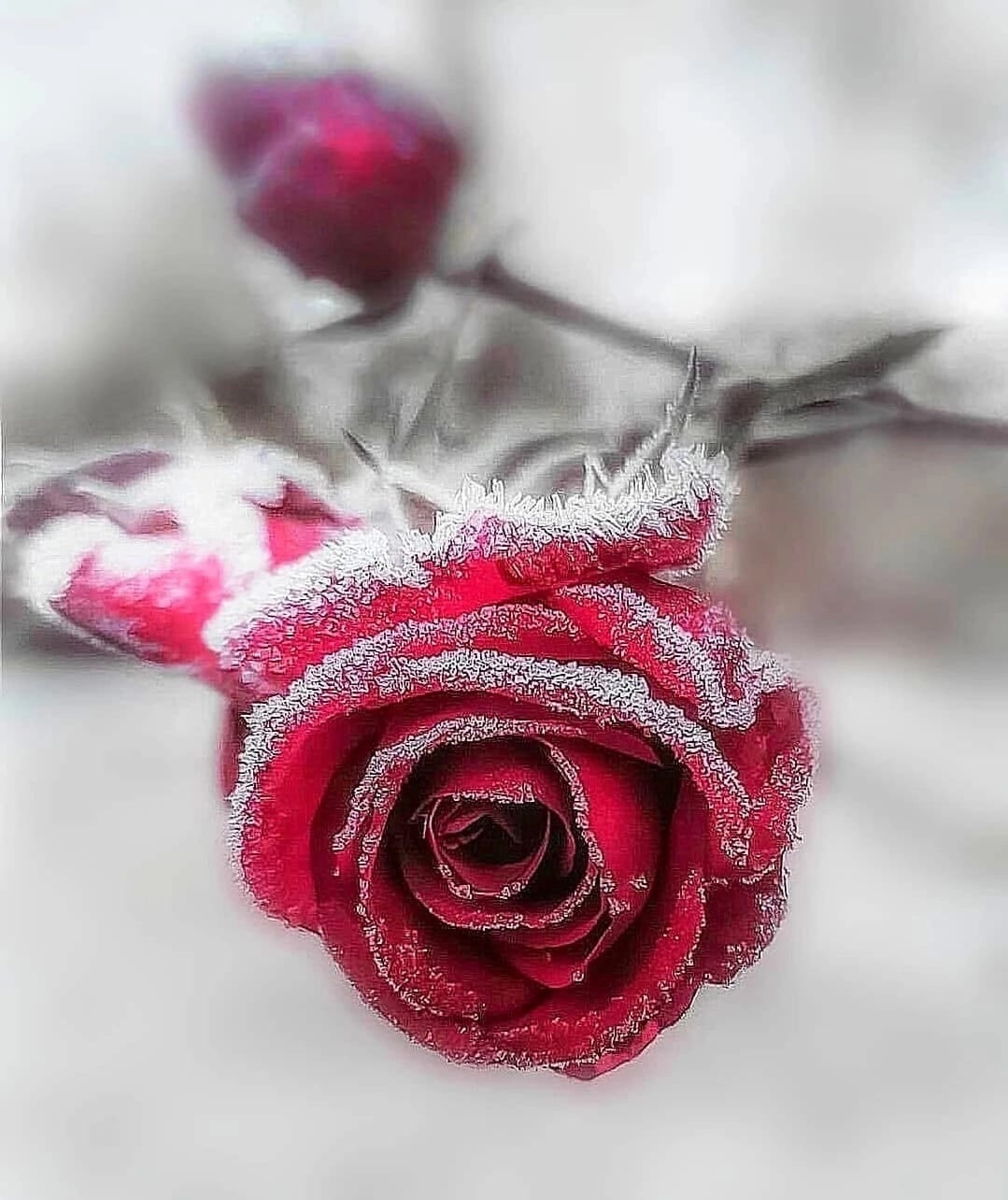 Красивые и нежные розы на снегу