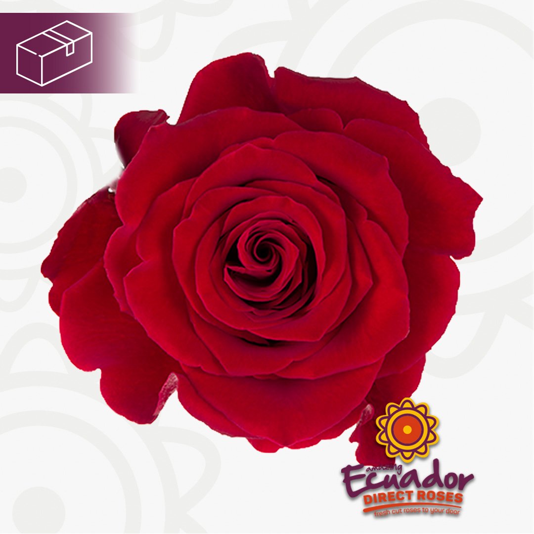 Роза фортуна эквадор