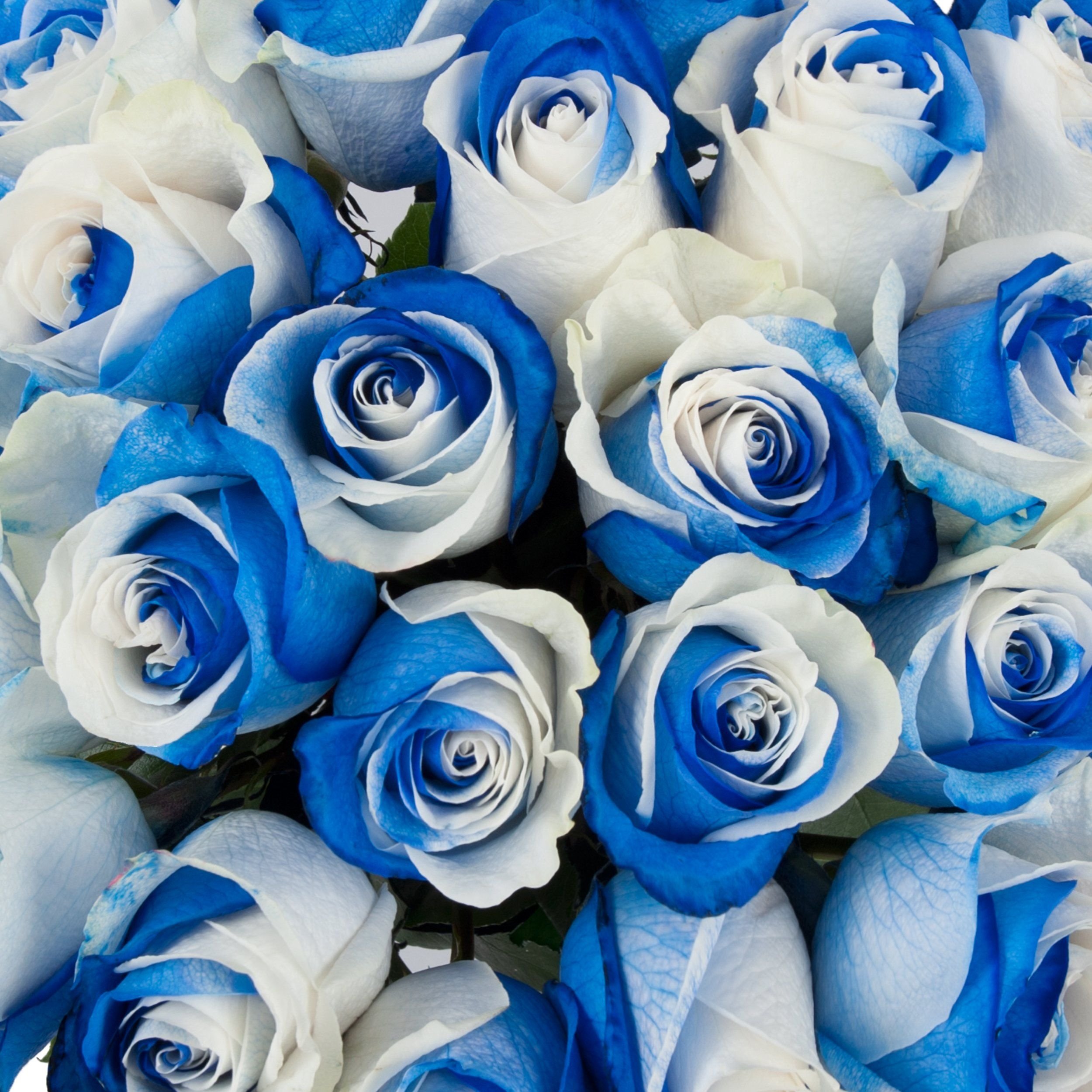 Открытки синего цвета. Голубые розы Сантори.