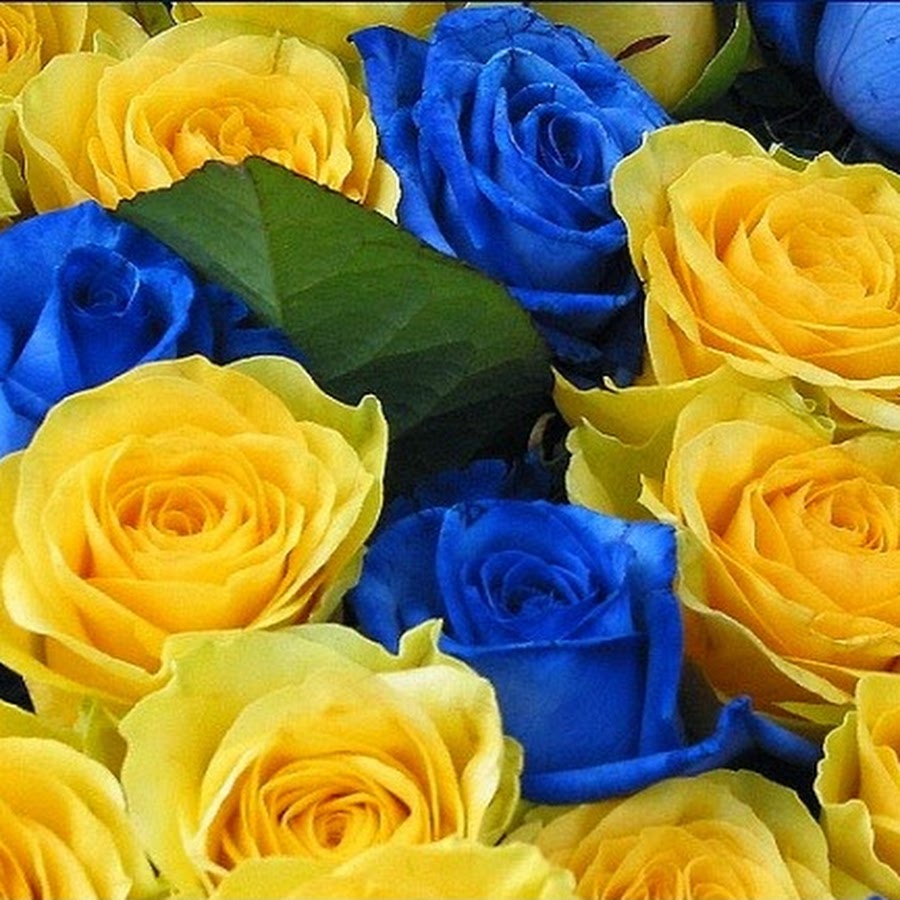 Желто синие цветы - 64 фото