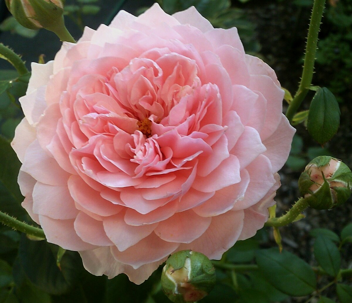 Розе розе сайт отзывы. Английские розы Alnwick Rose "Алнвик Роуз".