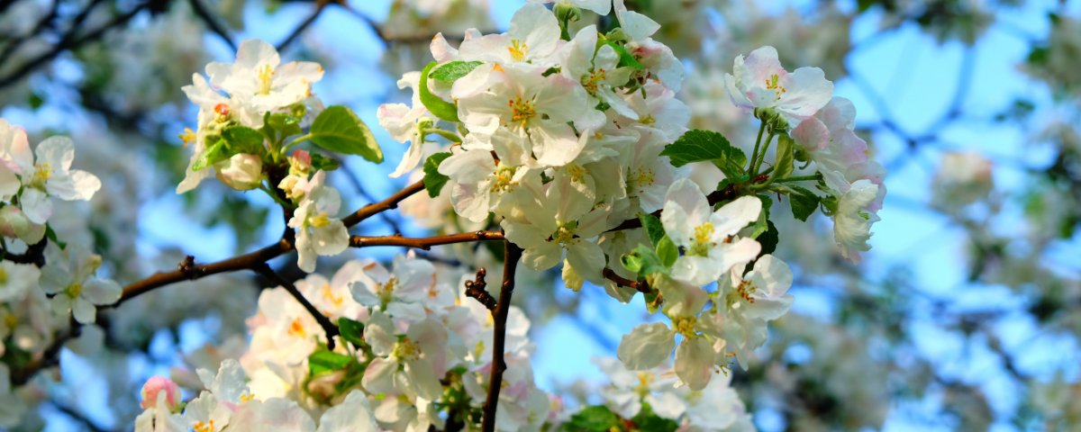 Яблоневые цветы