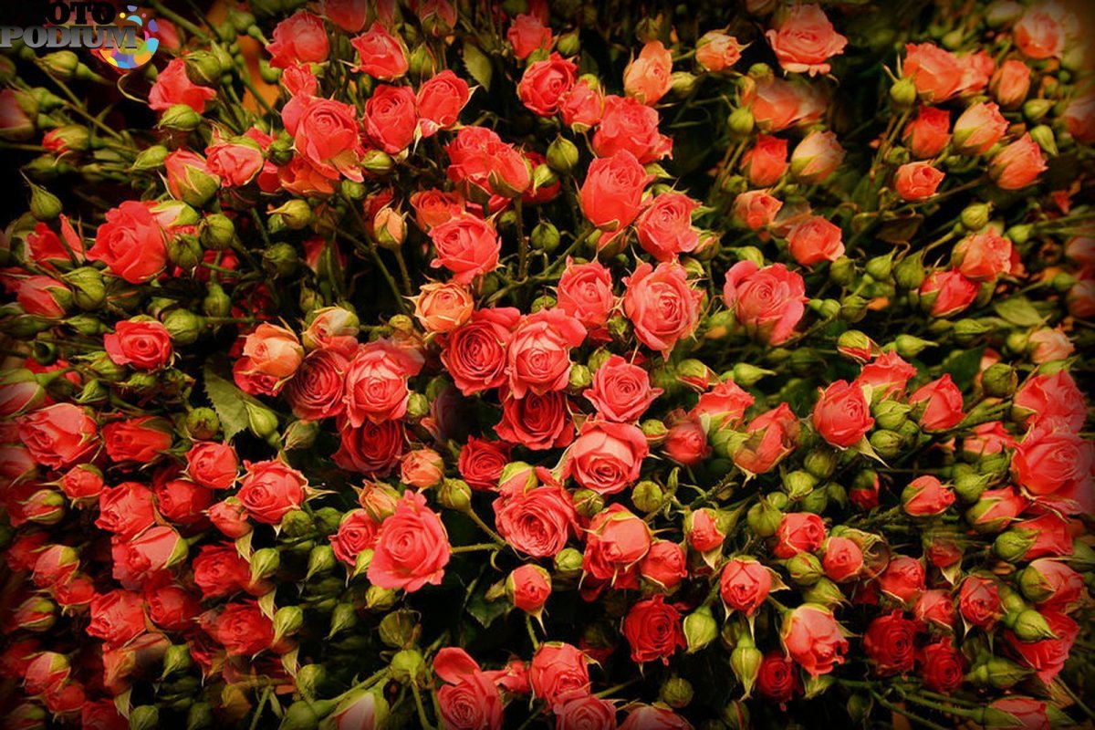 Роза кустовая с мелкими цветами