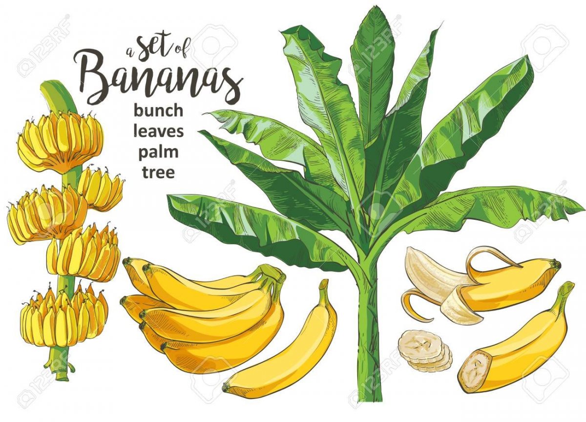 Желтые бананы растут на пальме.