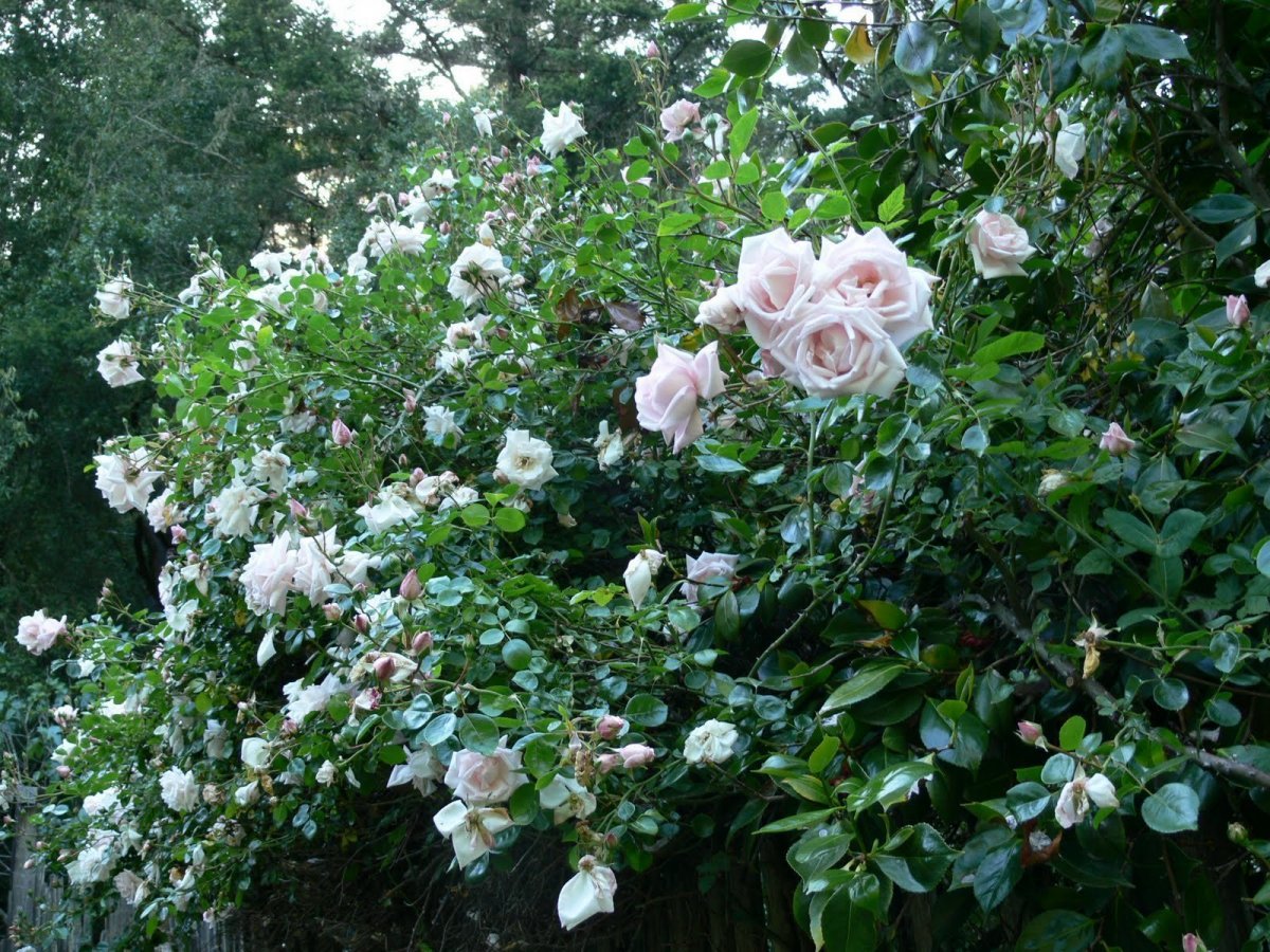 New dawn отзывы. Плетистые розы Нью Доун.