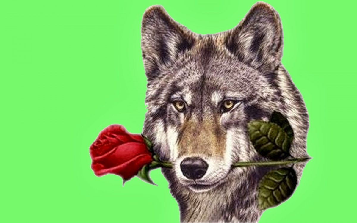 Волк с розой в зубах