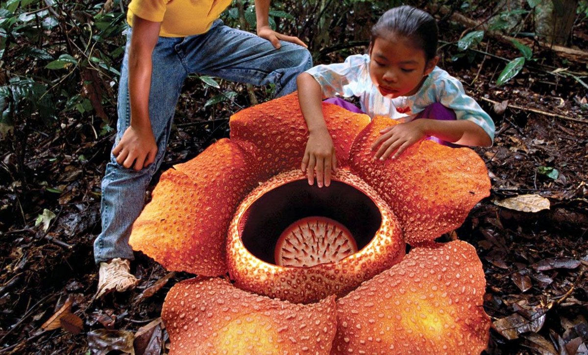 Цветок раффлезия самый большой цветок в мире