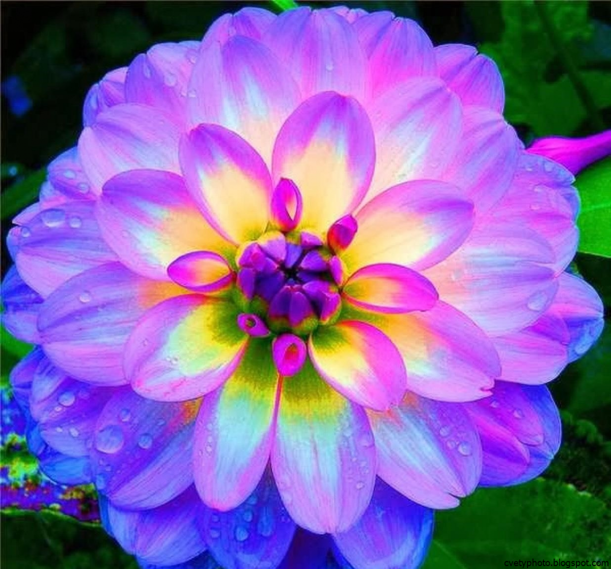 Самые красивые цветы на планете - 74 фото