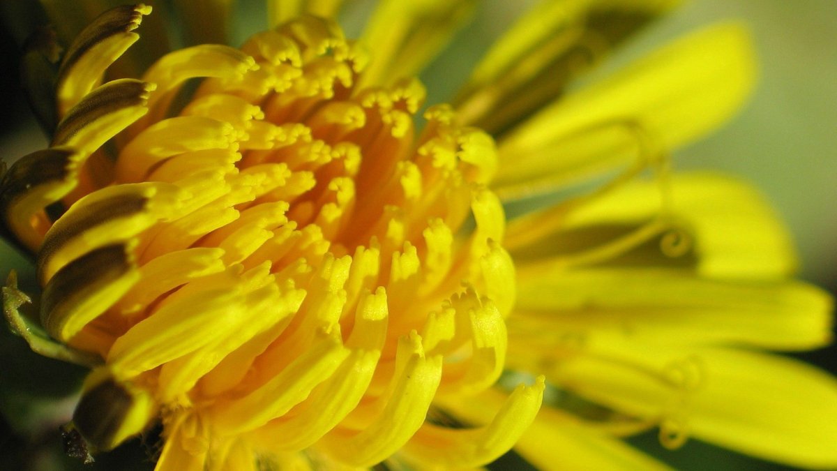 Желтый лечебный цветок
