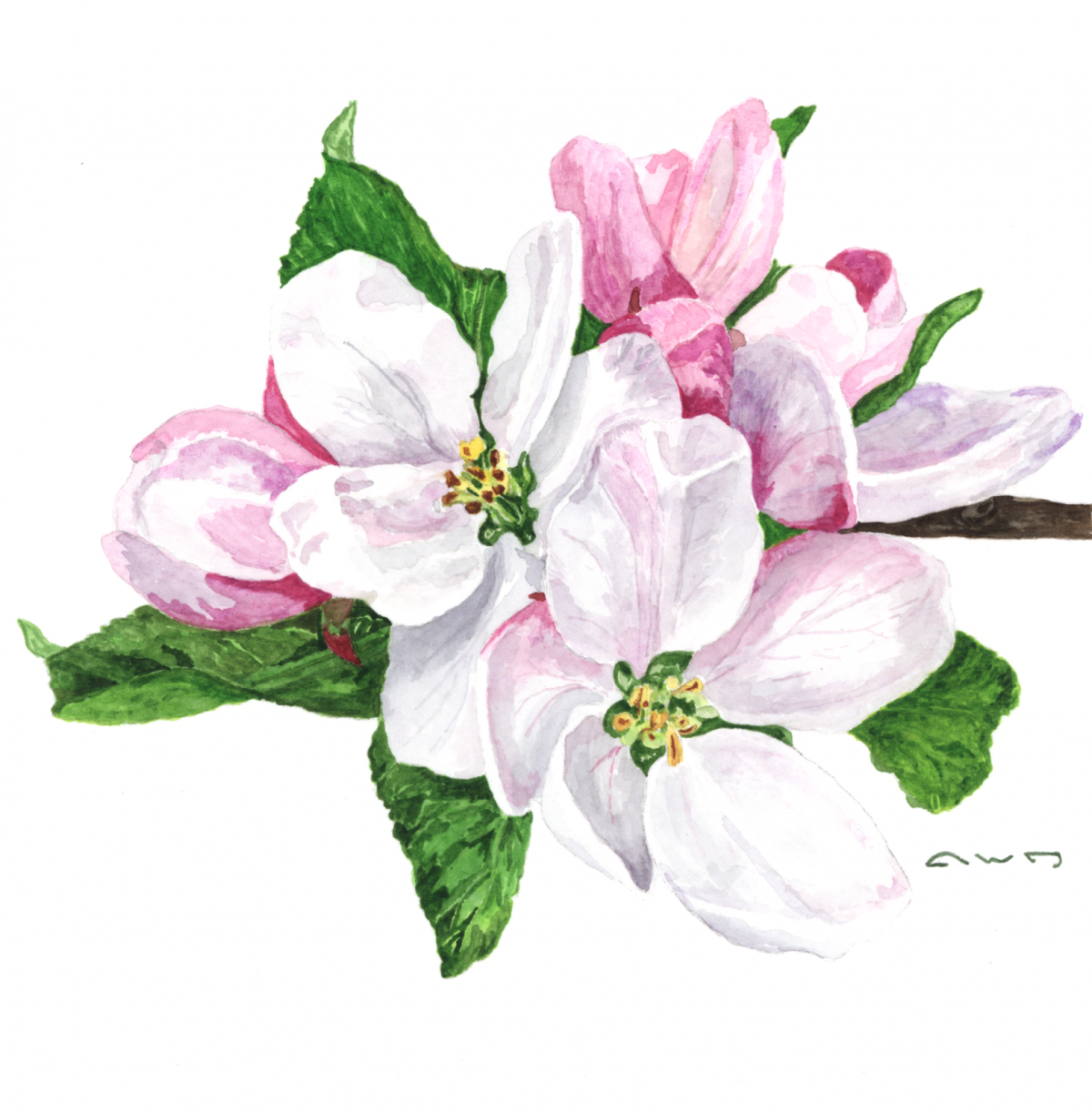 Цветы яблони рисунок - 70 фото