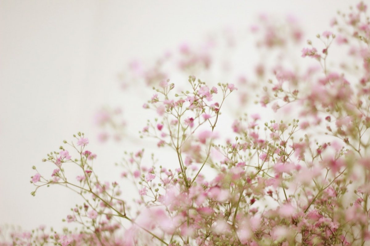 Красивые мелкие цветы