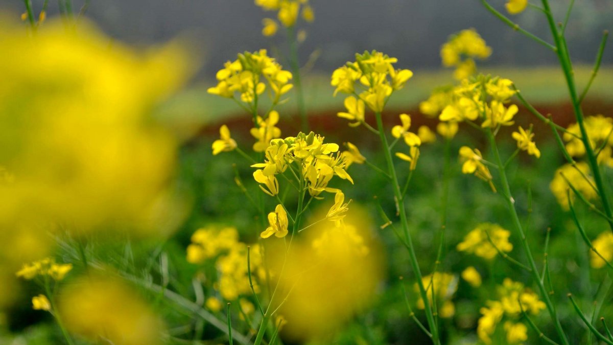 Полевая трава с желтыми цветами