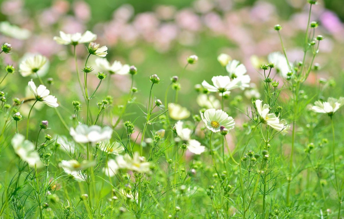 Белые луговые цветы - 69 фото