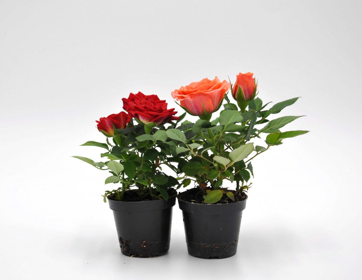 Роза Кордана микс