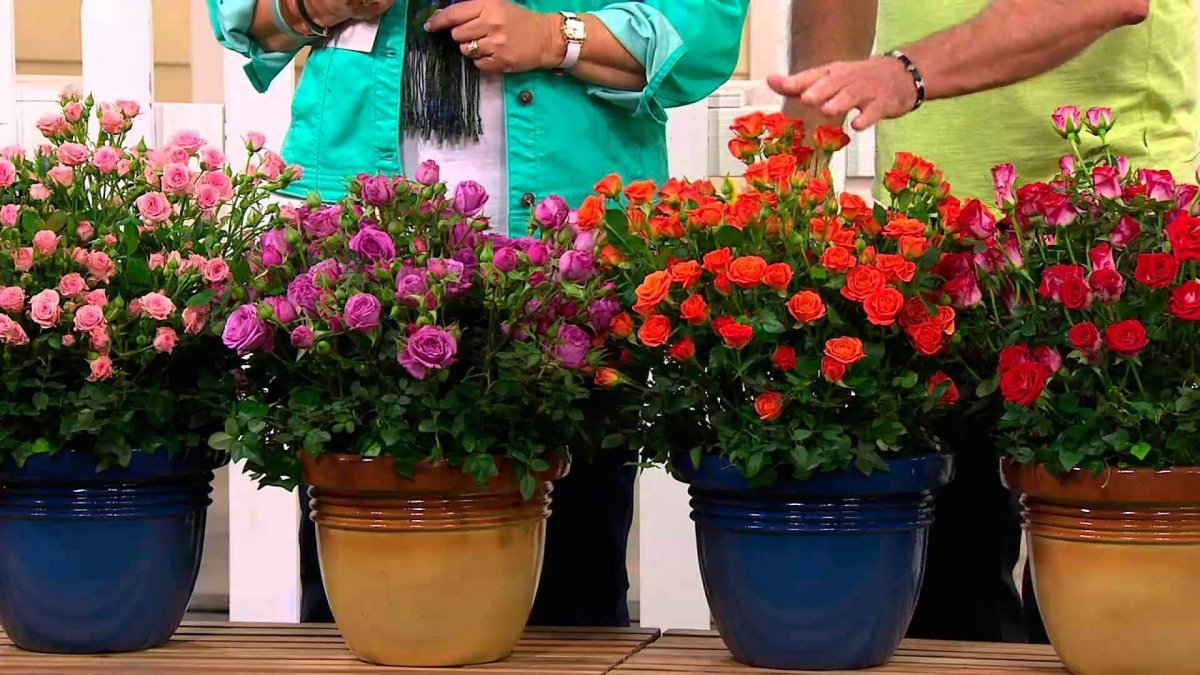 Роза патио малиновая Эсмеральда