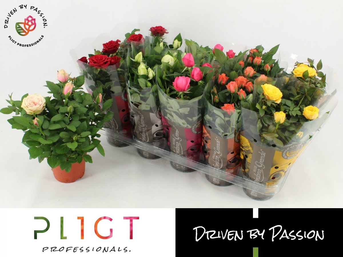 Роза Кордана 10см микс