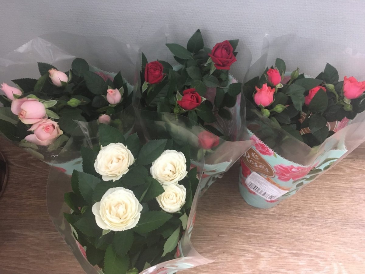 Роза Кордана в грунте