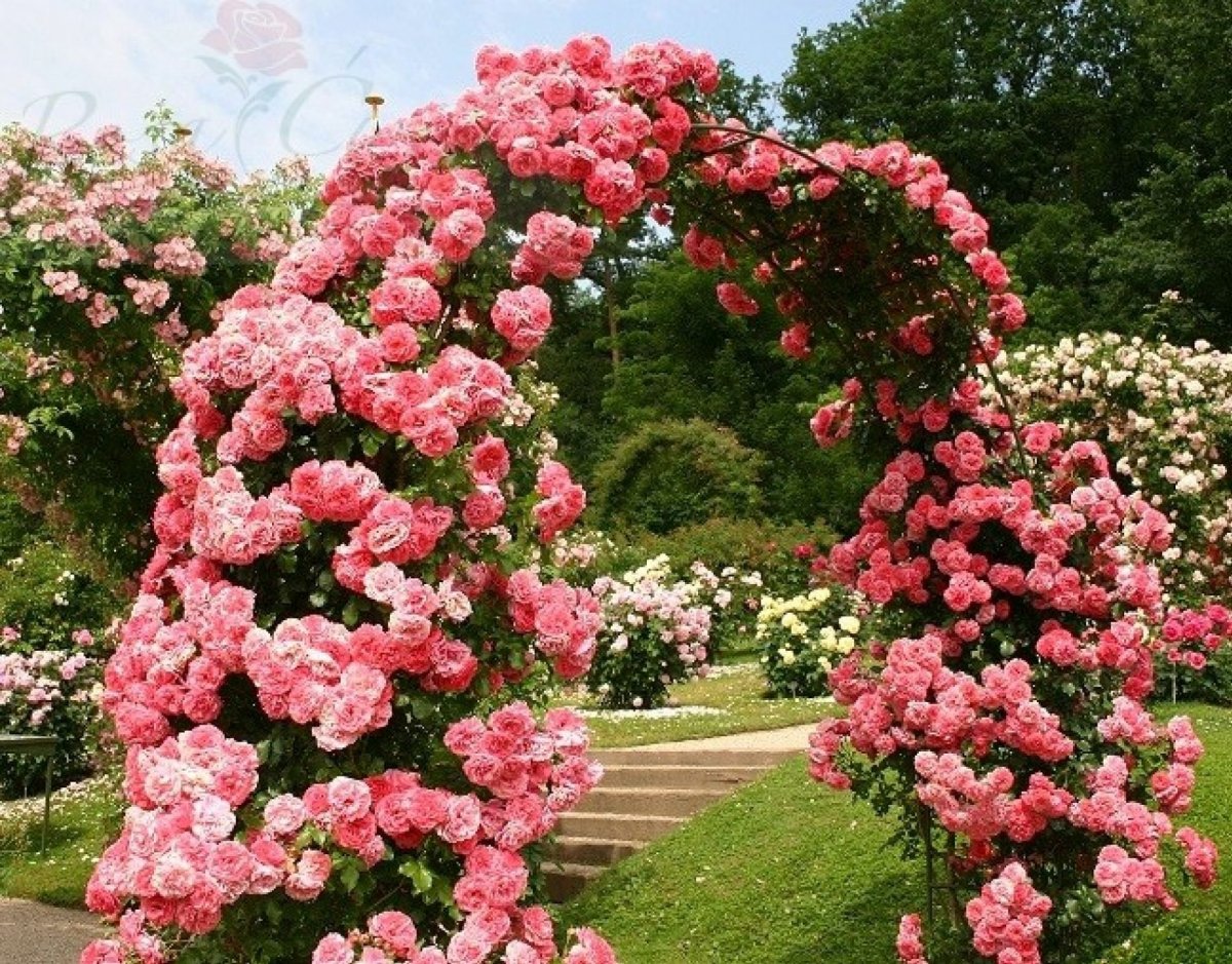Ютерсен роза плетистая розовая