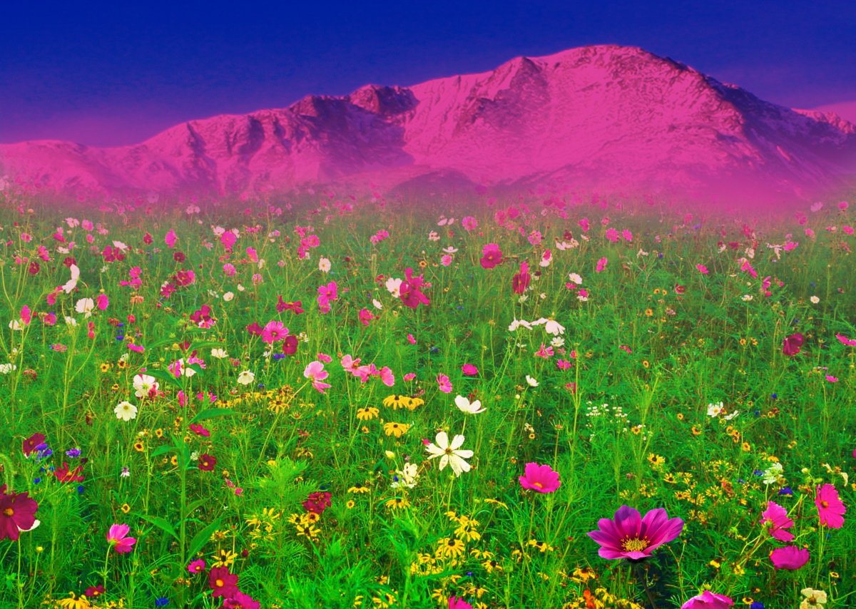 Красивая поляна с цветами