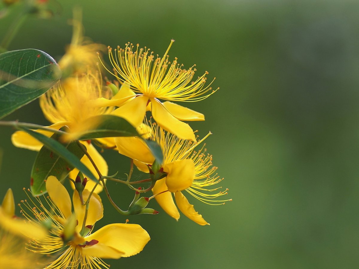 Желтые лекарственные цветы