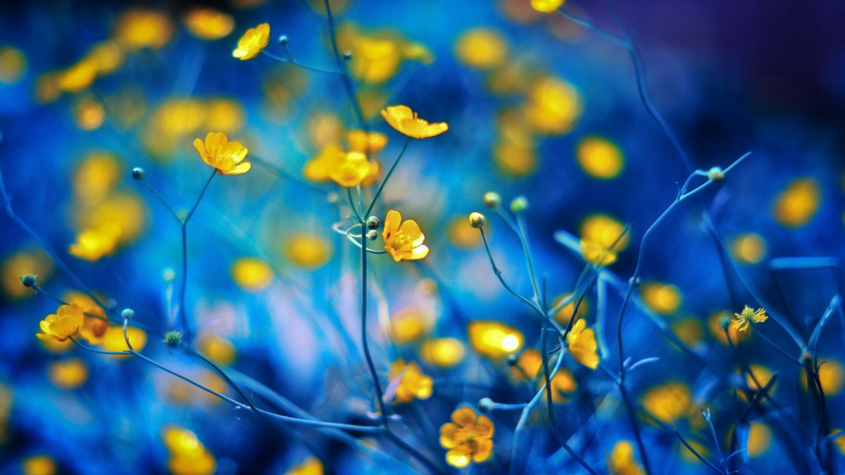 Сине желтые цветы