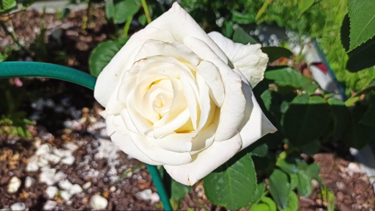 Роза высоцкого белая