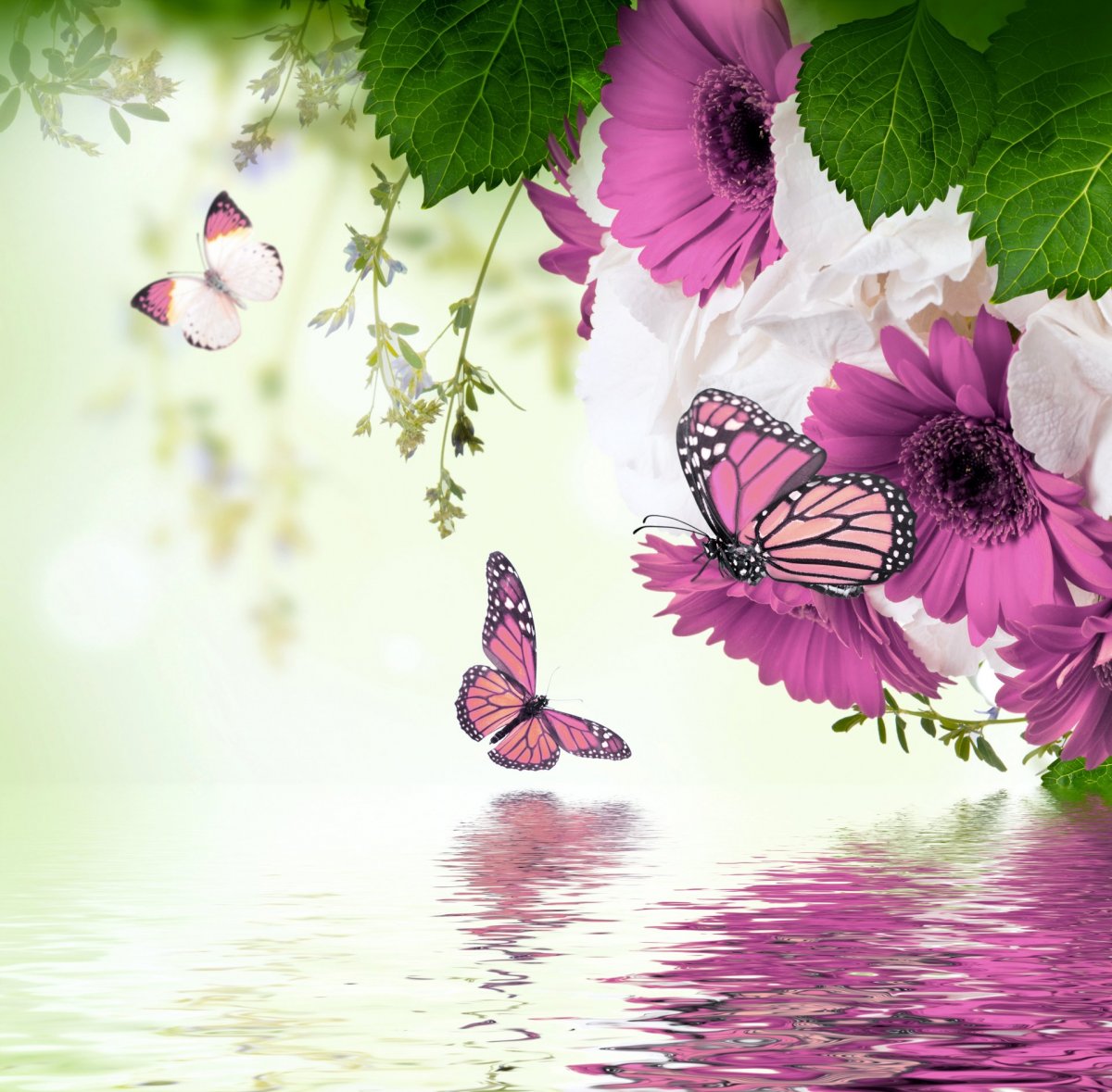 Красивые картинки цветы и бабочки - 70 фото