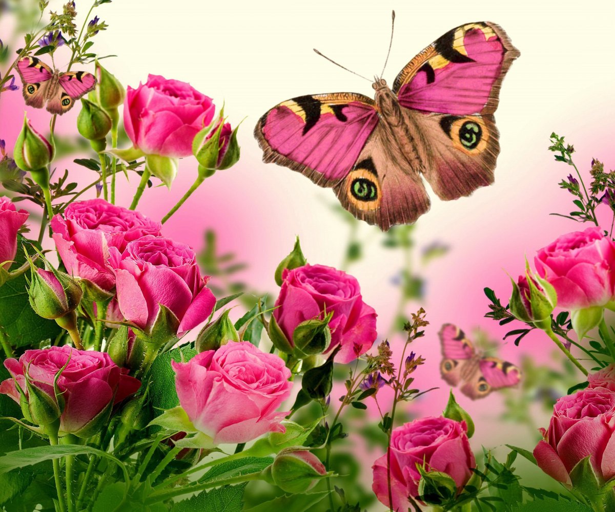 Красивые открытки с бабочками