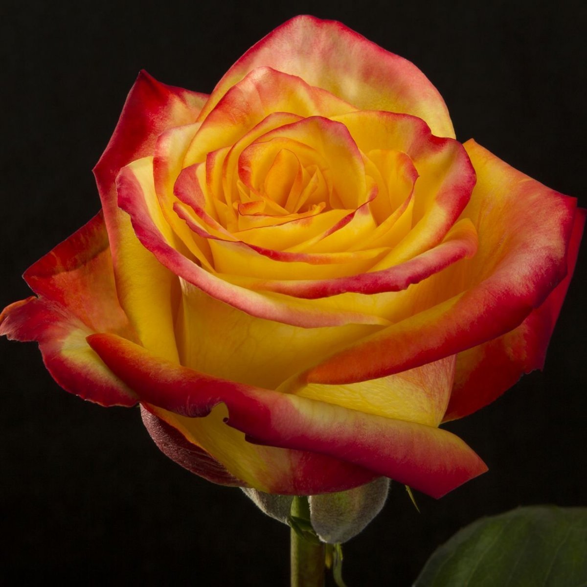 Красно желтая роза