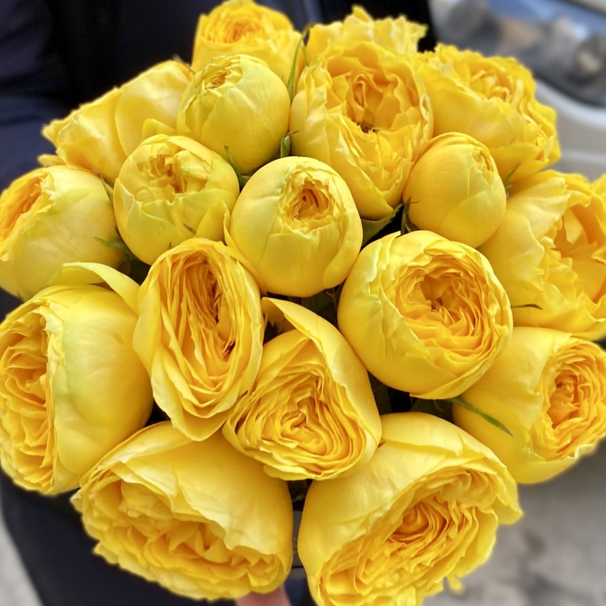 Желтая пионовидная роза сорт