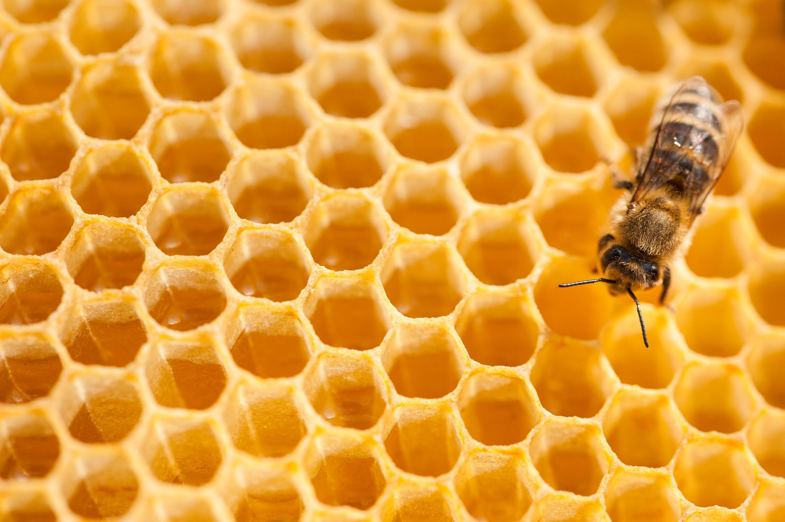 Легкие соты. Соты пчелиные. Соты пчелиные медовые. Фон соты. Мед соты пчелы.