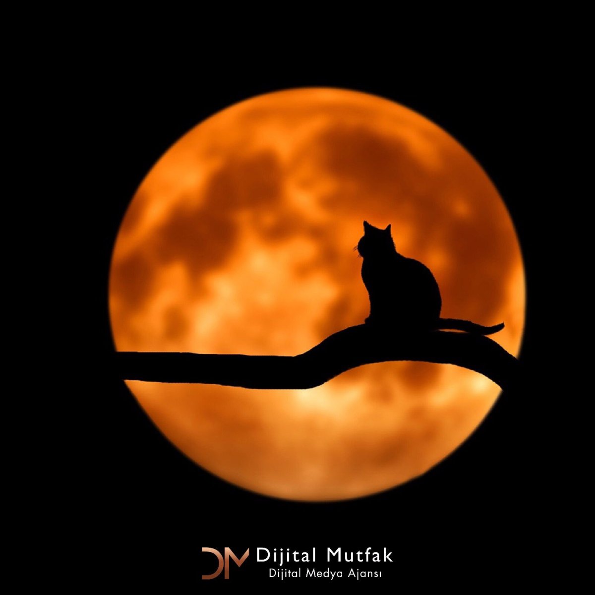 Кошки на фоне Луны