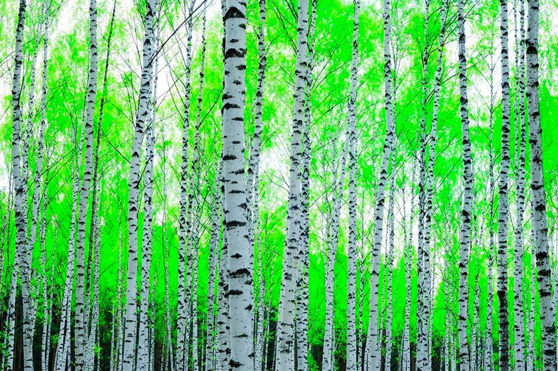 The grove of the dancing birches. Komar Березовая роща. Березовый лес. Красивая береза. Фон березы.