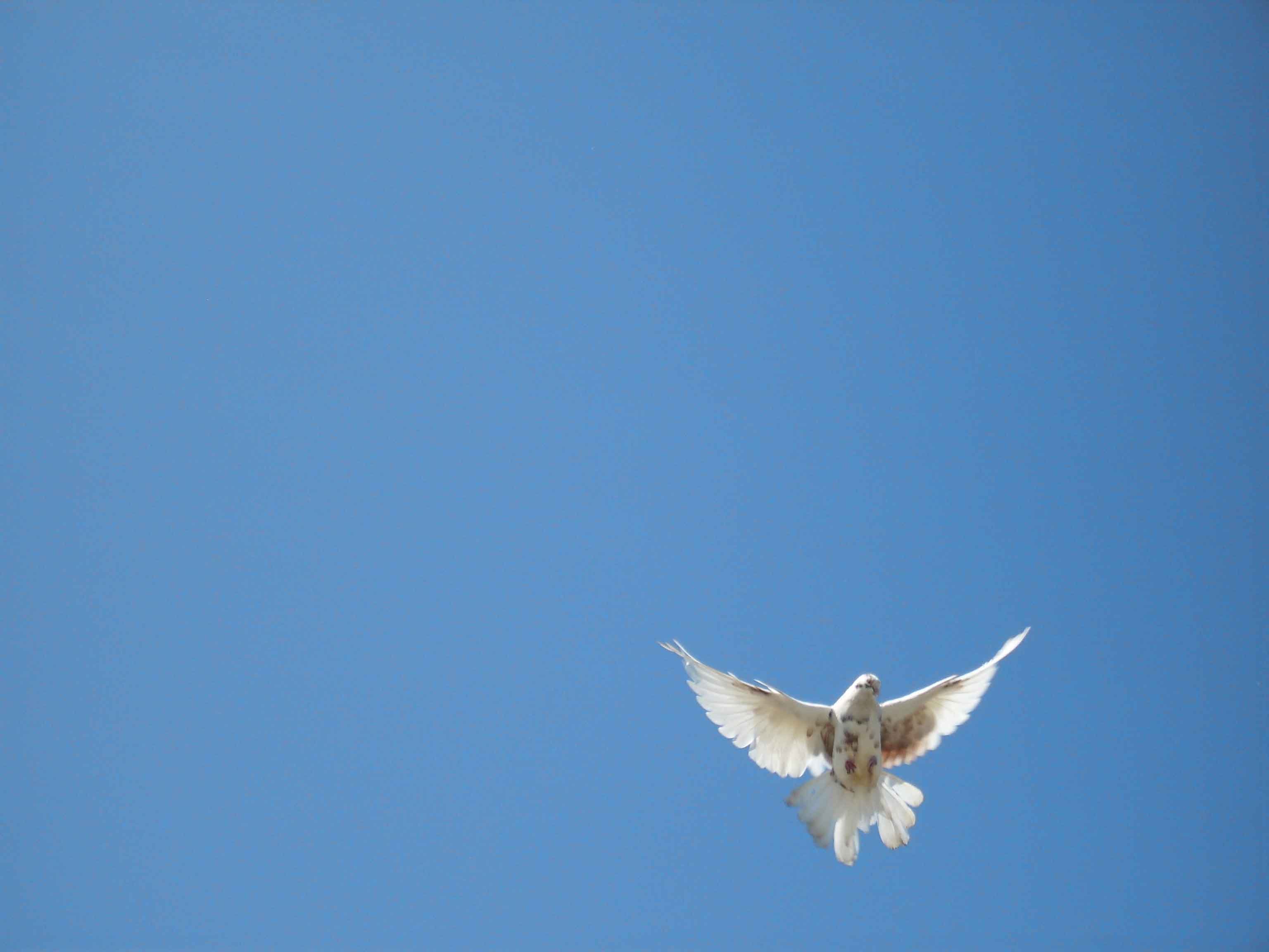 Белыми голубями летите к маме домой. Белый голубь. Голуби в небе. Небо с голубями фон. Белые голуби в небе.