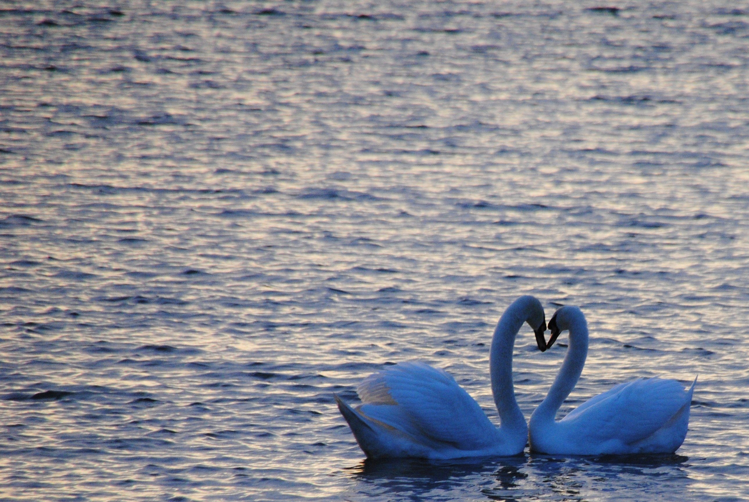 Лебедь символ любви. 2 Лебедя. Любовь и лебеди. Красивые лебеди. Пара лебедей.