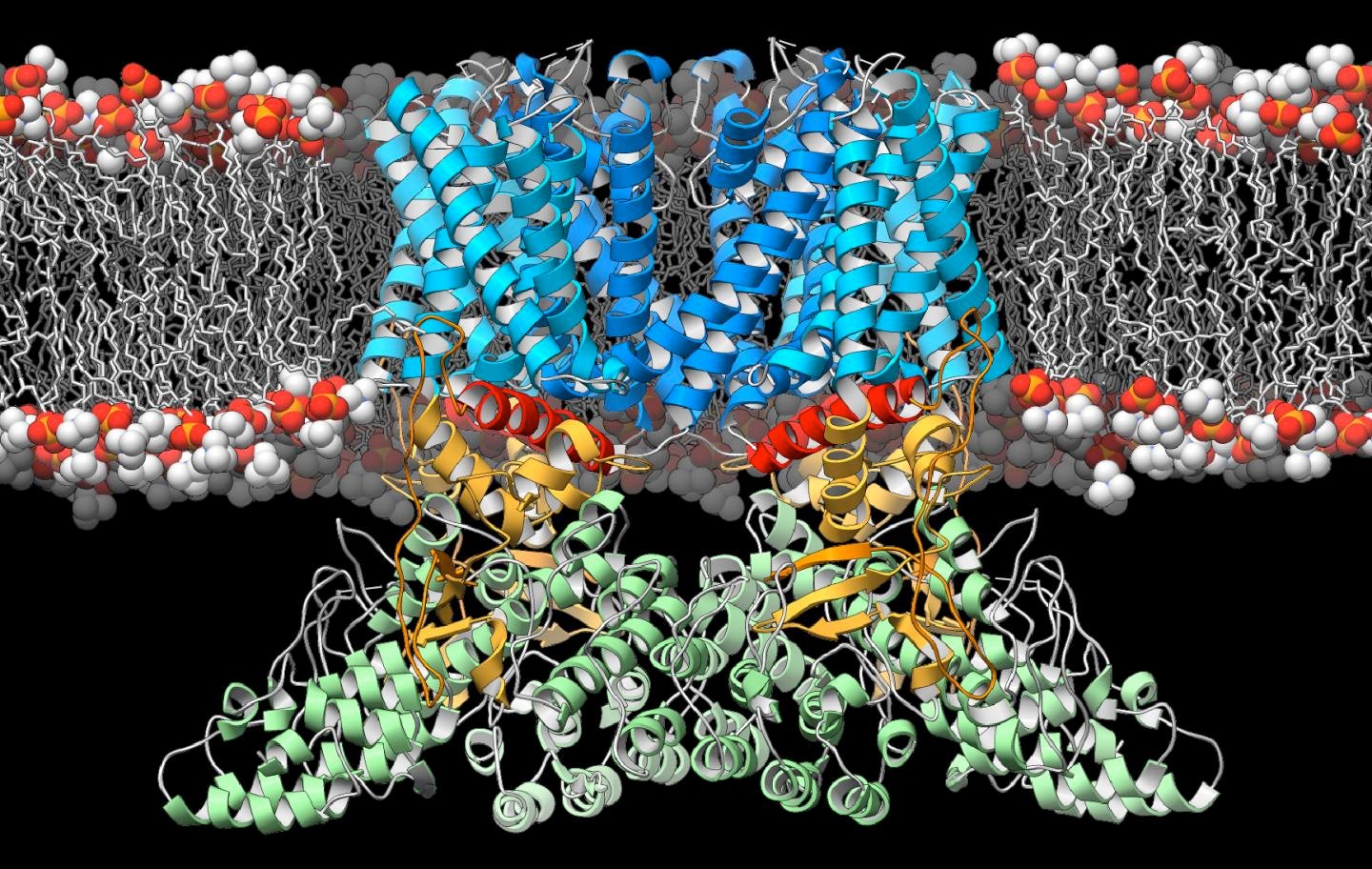 Белки образуют ферменты. Фермент амилаза мoлекулы. Модель молекулы белка. Трехмерную структуру белков. Белковая молекула.