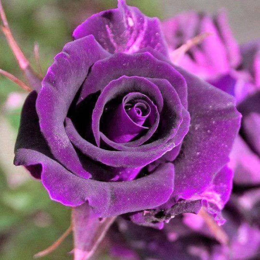 Фиолетовые розы - 60 фото