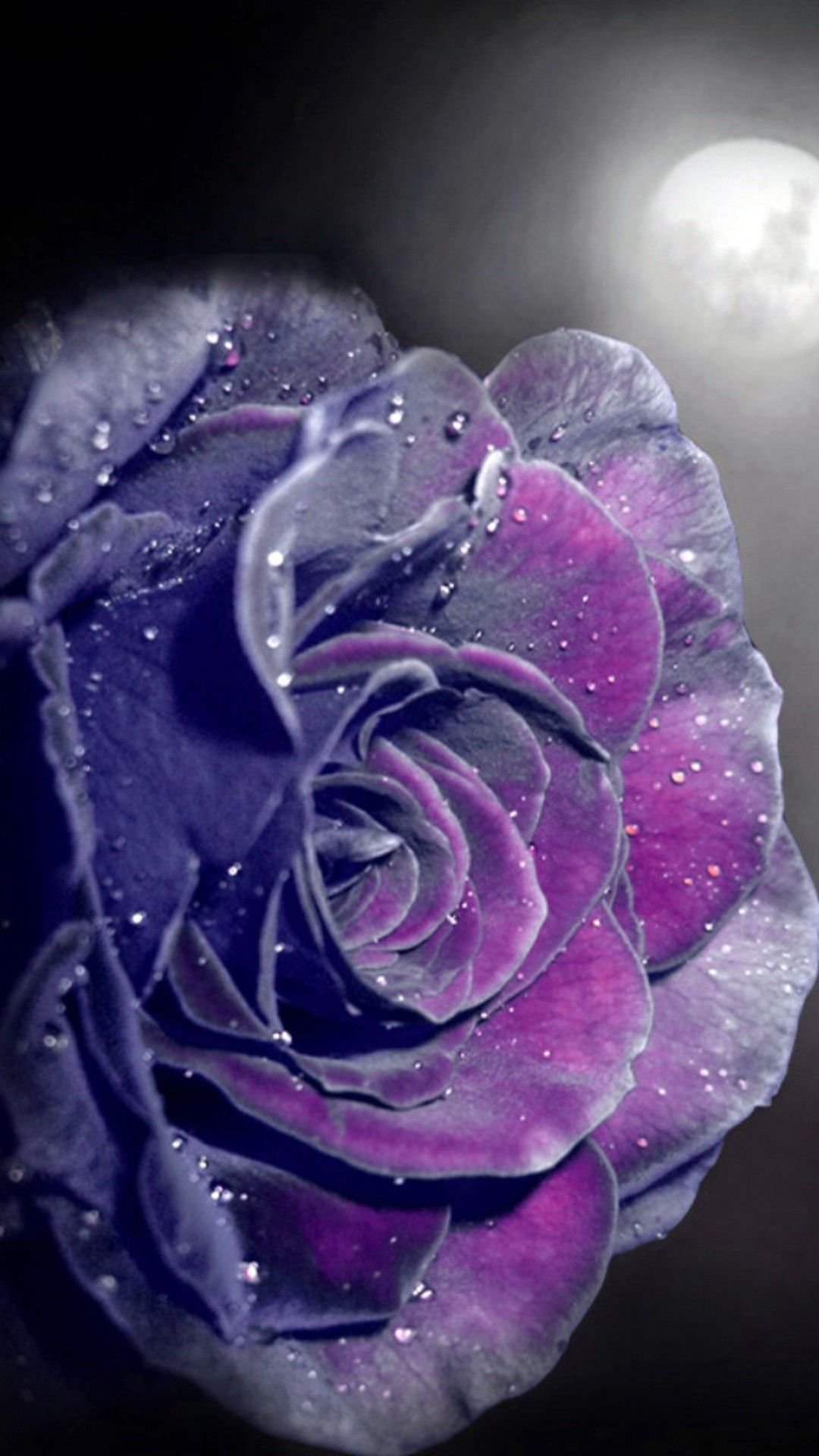 Бесплатные заставки розы на заставку телефона. Фиолетовые розы. Фиолетовые цветы.
