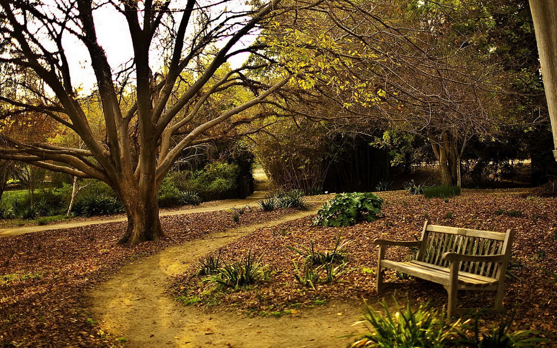 В парке старинном деревья. Парк лавочка Англия. Природа парк. Осенний сад. Старый сад.